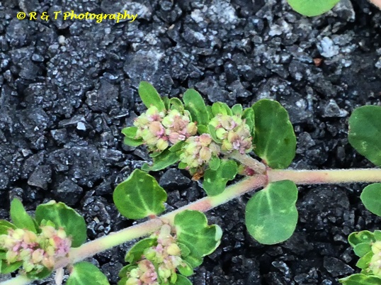 {Euphorbia humistrata}